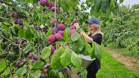 ‘Momentum growing’ in UK plum industry with bumper crop, says grower