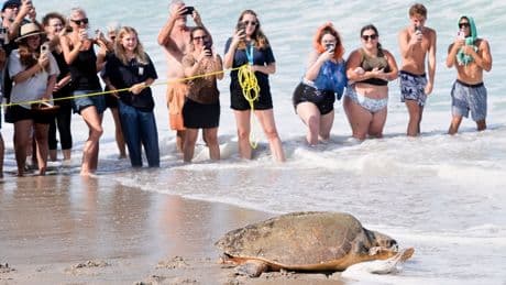 June Cleaver the loggerhead turtle is released into the ocean off Florida after rehab