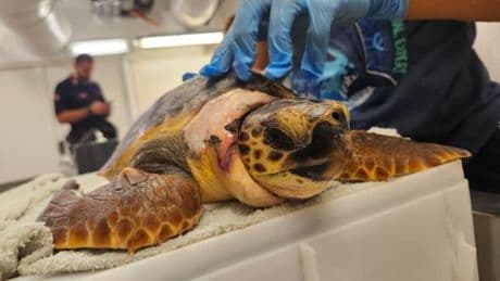 Tartaruga ferita recuperata nell’Imperiese: portata per le cure all’Acquario di Genova