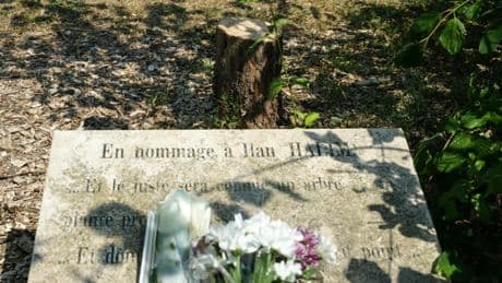 Épinay-sur-Seine plantera deux nouveaux oliviers en hommage à Ilan Halimi après l’abattage du précédent