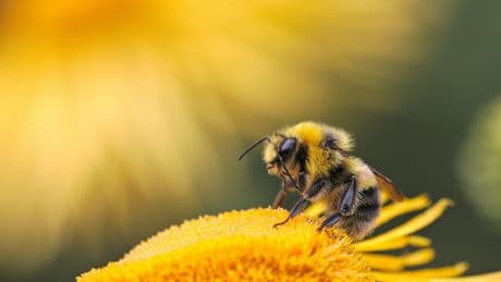 UK Gardeners Urged To Show 'Small Act Of Kindness' To Bees During Heatwave