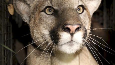 Cougar attacks mountain biker near Squamish