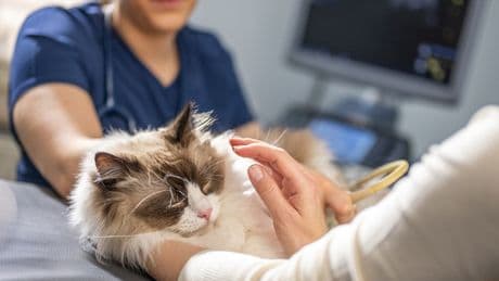 RSPCA issue warning to cat owners after ‘horrific’ 30% surge in attacks