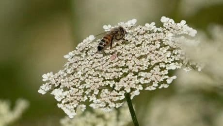 Unusual bee attack in French town leaves 24 injured, 3 critically