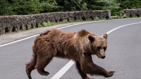 Bears Are Terrorizing Romania. It’s Humans’ Fault.