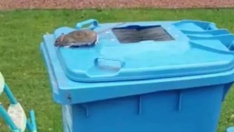 Missed bin collections at Glasgow homes soar to record numbers amid rat infestation fears