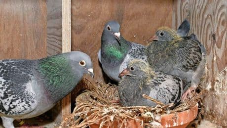Pseudovogelpest vastgesteld bij hobbyduiven in Overijssel