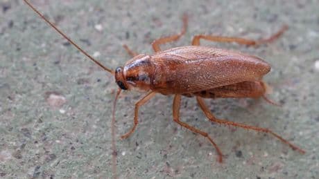 La OMS alerta sobre los riesgos de aplastar cucarachas en verano: pueden liberar partículas contaminantes
