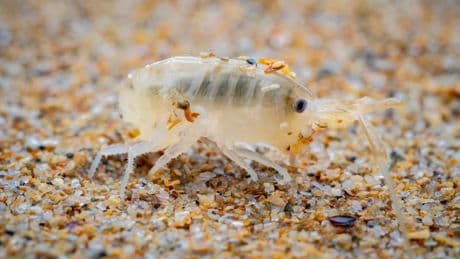 Puces de sable : qui sont ces parasites minuscules qui peuvent ruiner un instant de détente sur la plage ?