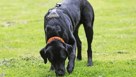 Warum fressen Hunde Gras? Verhaltensgründe und Tipps für Besitzer