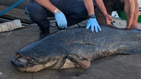 Mittelfranken: Fünf Badegäste gebissen: Polizist erschießt Zwei-Meter-Fisch