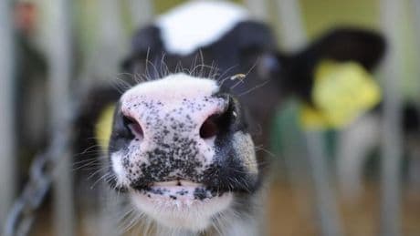 Protest gegen Tierhaltung: Beschleunigtes Verfahren nach Blockade vor Molkerei geplant