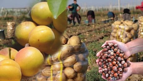 Türkiye'ye geçmiş olsun! Fındık, kayısı, üzüm, elma, patates... Hepsine veda edin