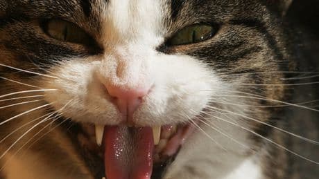 Décédée, une vieille Japonaise est dévorée jusqu’aux os par ses chats