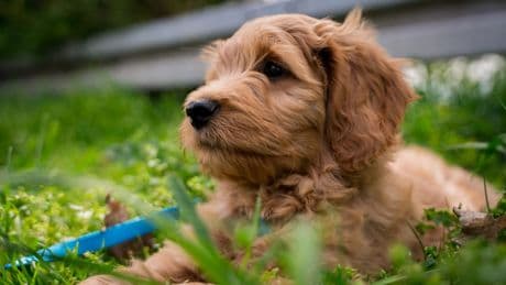 Tierheim Bremen: Familie gibt jungen Hund wegen Urlaub weg – "Drama"