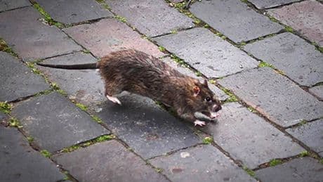 Mapped: Worst areas for rat infestations in the UK as over half a million reported