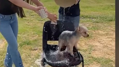Grausamer Internet-Trend - Besitzer übergießen Hunde für Likes mit Eiswasser
