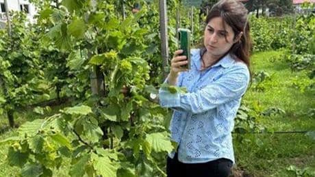 Tescilli Giresun tombul fındığında yeni dikim uygulamaları verimi artırdı