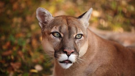 Geiseltalsee im Saalekreis: Behörden suchen nach Raubtier: Ist ein Puma in Sachsen-Anhalt unterwegs?