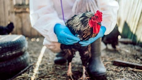 CDC declares bird flu emergency over as experts warn of possible fall resurgence