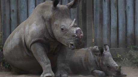 Cutting off rhinos' horns is a contentious last resort to stop poaching. A new study found it works