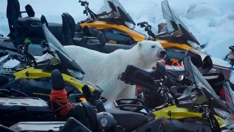 Incredible moment man runs for his life from rampaging POLAR BEAR caught on camera