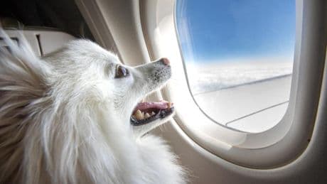 Lo que debes saber antes de viajar en avión con tu mascota