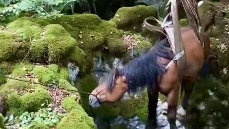 Bomberos de Agurain y ertzainas rescatan a un caballo en las campas de Urbia