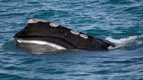 Fishing groups push to postpone protections for endangered right whale to 2035