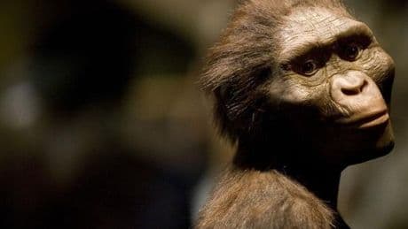 L’australopithèque Lucy est exposée en Europe pour la première fois