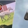 Ontsnapte zebra kan na week eindelijk gevangen worden en krijgt helikopterlift naar huis