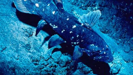 Sensationelle Entdeckung im Meer - Forscher finden ausgestorben geglaubten Dino-Fisch