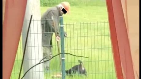 Sie hatte sich verirrt - Jagdhund zerfleischt Katze, Jäger schaut zu