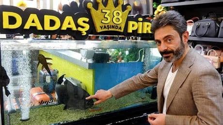 'Dadaş' isimli pirana için ilginç doğum günü kutlaması