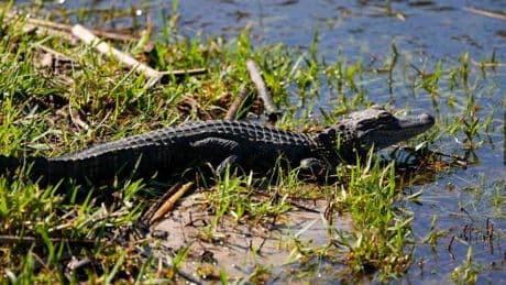 Tier in Regenrückhaltebecken gefilmt – Vechta jagt Alligator
