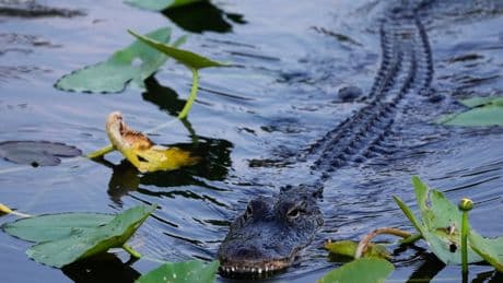Woman canoeing in Florida river attacked and killed by alligator despite husband’s desperate attempt to save her