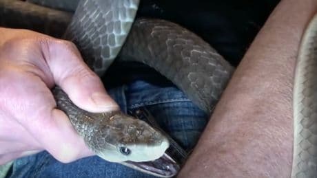 Un 'youtuber' se deja morder por 200 serpientes para lograr un antídoto universal