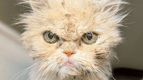 Tierheim Köln-Dellbrück: "Grumpy" Kater Hubert verstorben