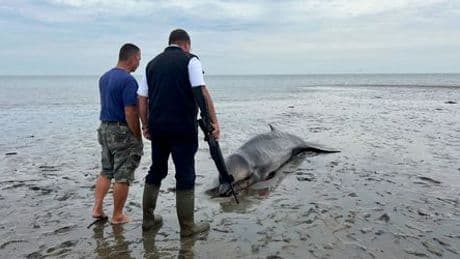 Sylt: Abgemagerter Schnabelwal im Watt erschossen