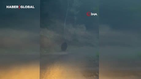 Karabük'te ayılar ve domuzlar sürü halde görüldü
