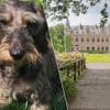Teckel Jeanne wordt overreden in Oelegem voor ogen van baasje: “Hopelijk meldt aanrijder zich alsnog om medische kosten op zich te nemen”