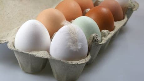 Wissenschaftler klärt auf: Wir lagern alle unsere Eier falsch