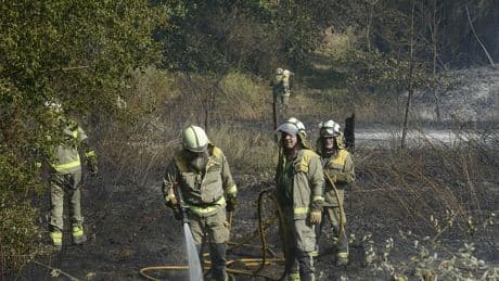 El bosque incinerado