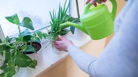 Auch ohne Garten: Gemüsesorten, die in der Wohnung angebaut werden können