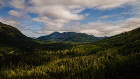 The US is stripping its forests of decades-old protections