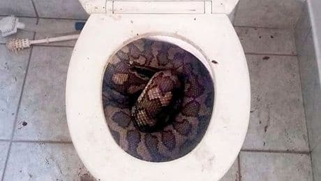 Man takes a wee and has penis bitten off by 11-foot snake in toilet