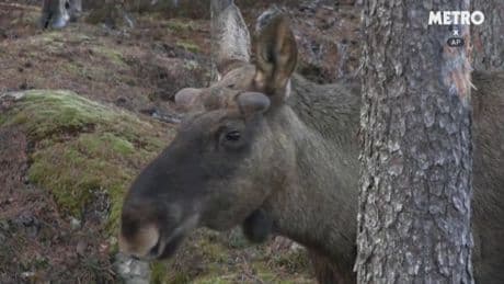 Everything we know about the moose-obsessed TV show loved by 9,000,000 people