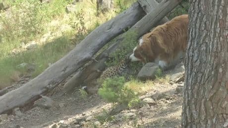 "C'est vraiment incroyable": une amitié entre un bébé panthère et un chien émerveille un zoo des Pyrénées-Orientales