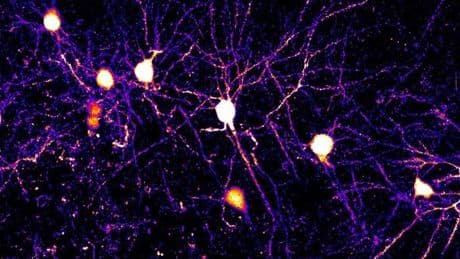 La mécanique de la mémoire observée à l’échelle d’un neurone
