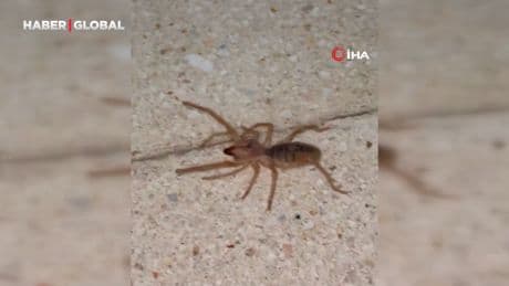 Elazığ’da zehirli etçil sarı kız örümceği görüntülendi